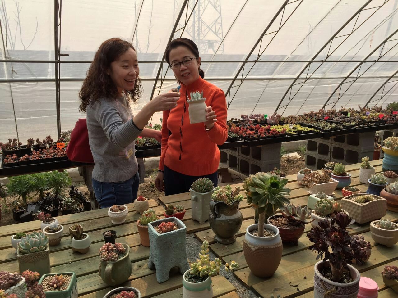 多肉植物大鹏